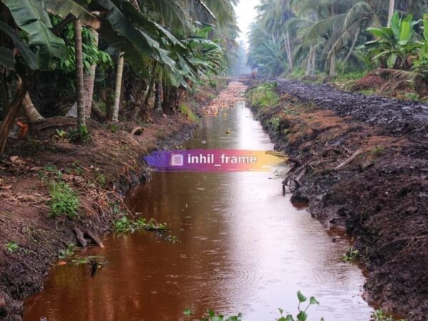 GAMBUT DAN PERKEBUNAN