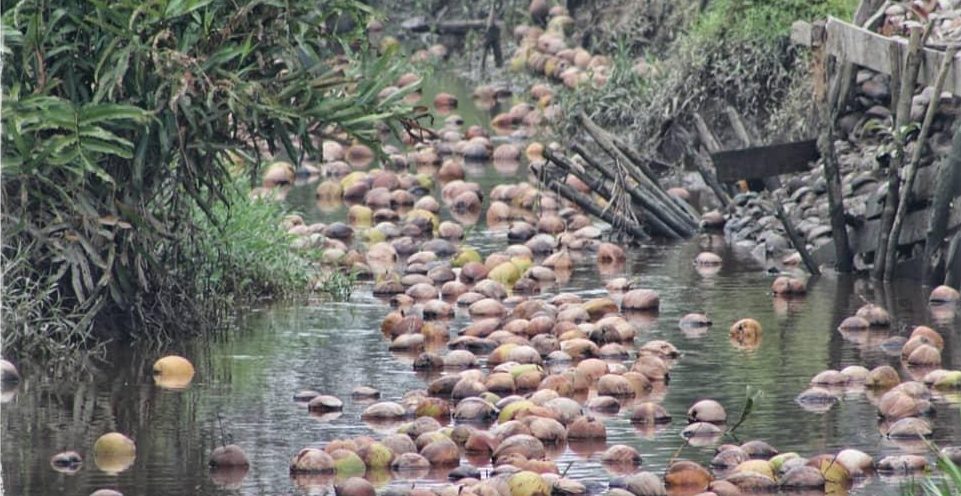 MELABUH KELAPA