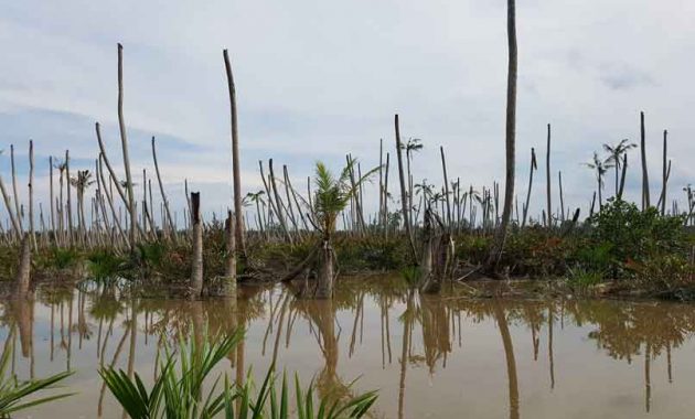 KELAPA DI SUNGAI TERAB