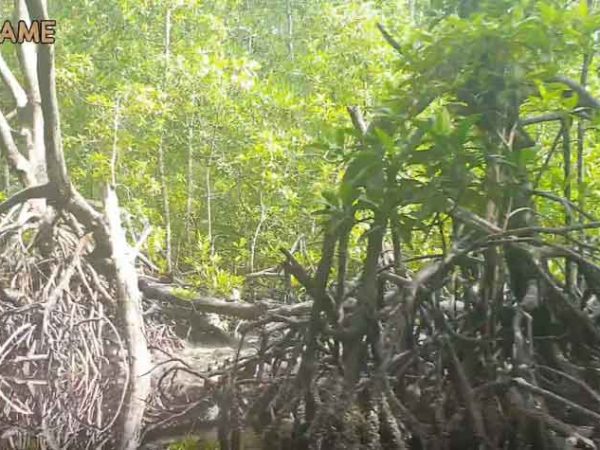 MANGROVE YANG KIAN TERKIKIS