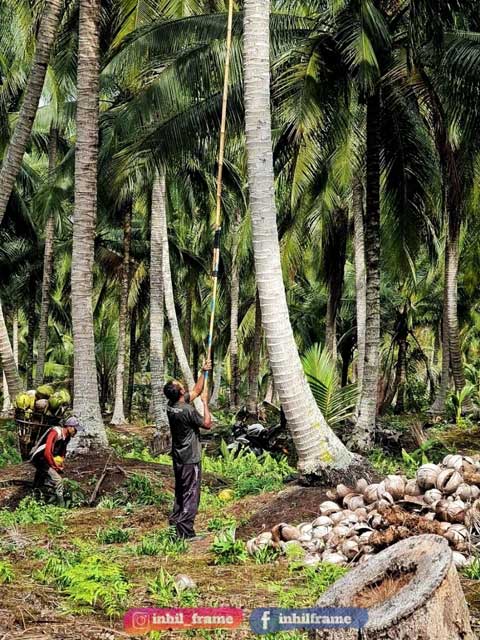 PANEN KELAPA