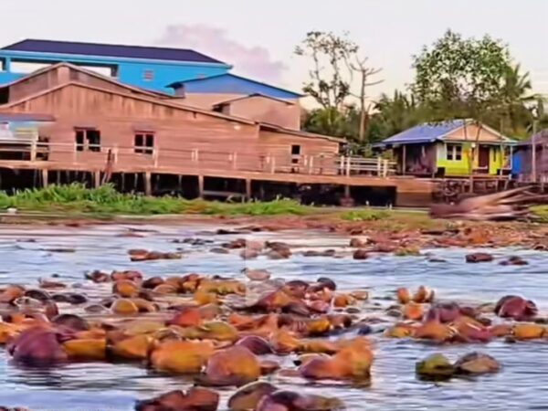 SABUT KELAPA SABUT KELAPA
