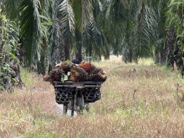 BULAN MEI DITUTUP DENGAN ANJLOKNYA HARGA TBS